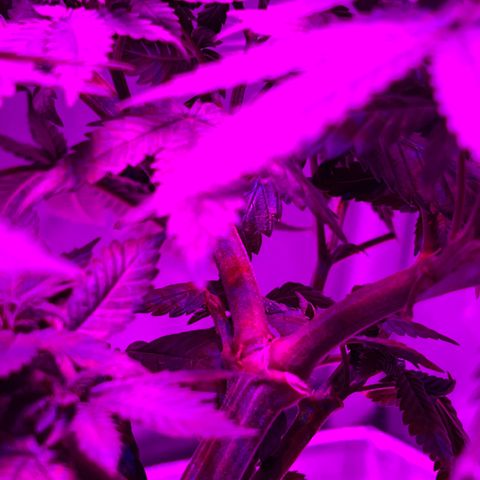 Skunk #1 growlog timeline photo