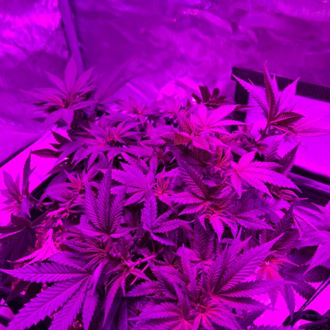 Skunk #1 growlog timeline photo