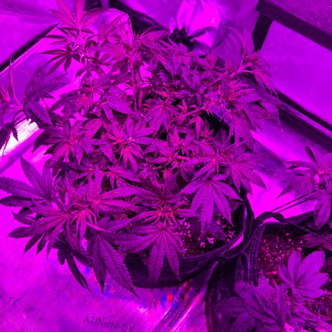 Skunk #1 growlog timeline photo