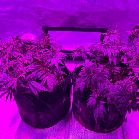 Skunk #1 growlog timeline photo