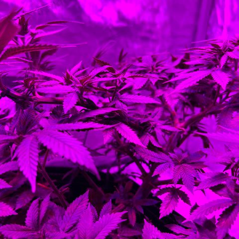 Skunk #1 growlog timeline photo