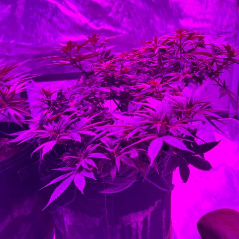 Skunk #1 growlog timeline photo