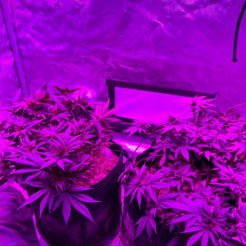 Skunk #1 growlog timeline photo