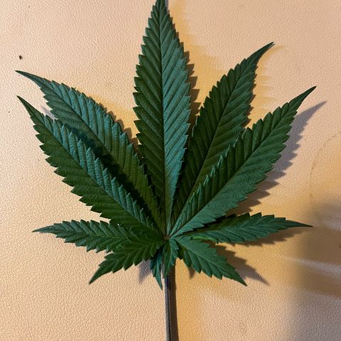 Skunk #1 growlog timeline photo