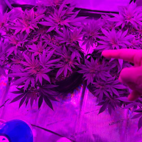 Skunk #1 growlog timeline photo