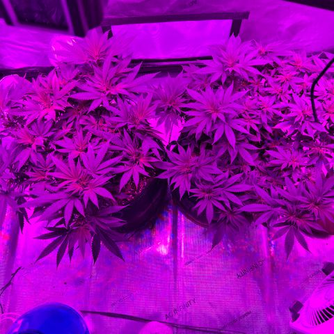 Skunk #1 growlog timeline photo