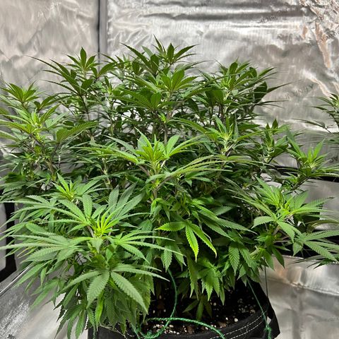 Skunk #1 growlog timeline photo