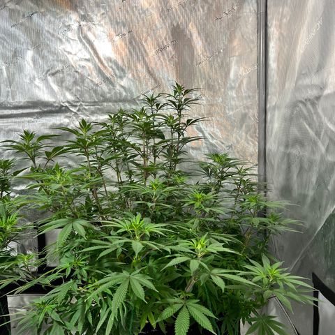 Skunk #1 growlog timeline photo