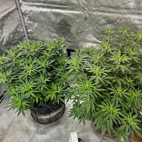 Skunk #1 growlog timeline photo
