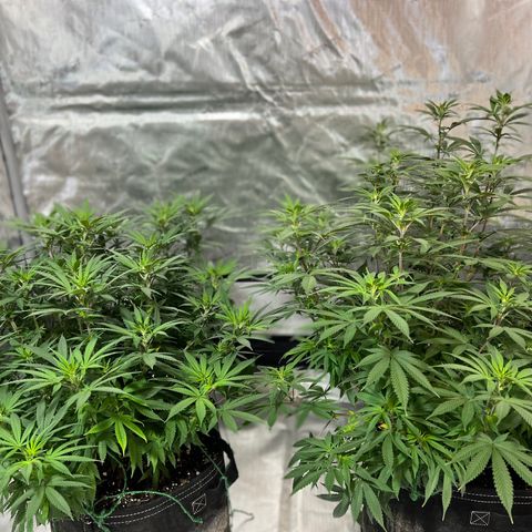 Skunk #1 growlog timeline photo