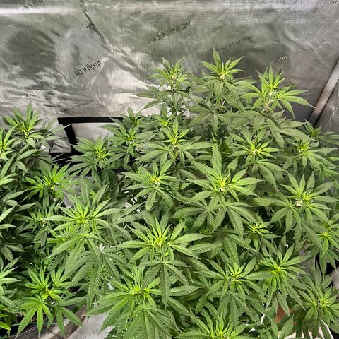 Skunk #1 growlog timeline photo