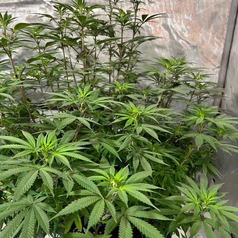 Skunk #1 growlog timeline photo