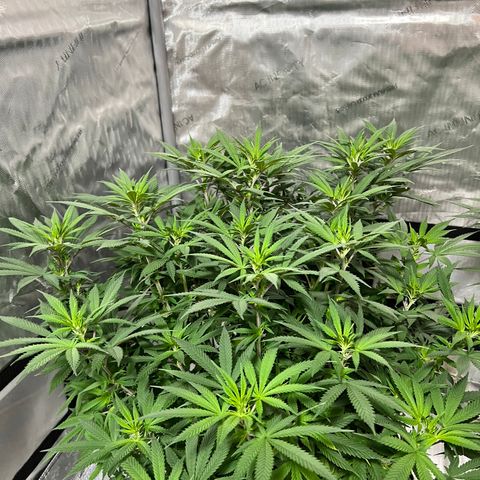 Skunk #1 growlog timeline photo