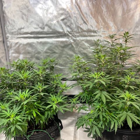 Skunk #1 growlog timeline photo