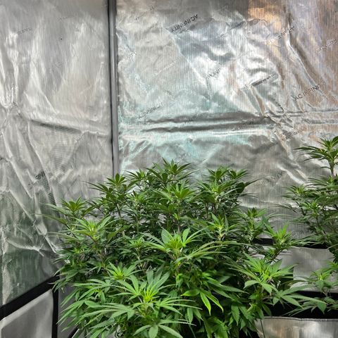 Skunk #1 growlog timeline photo