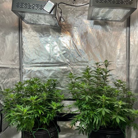 Skunk #1 growlog timeline photo