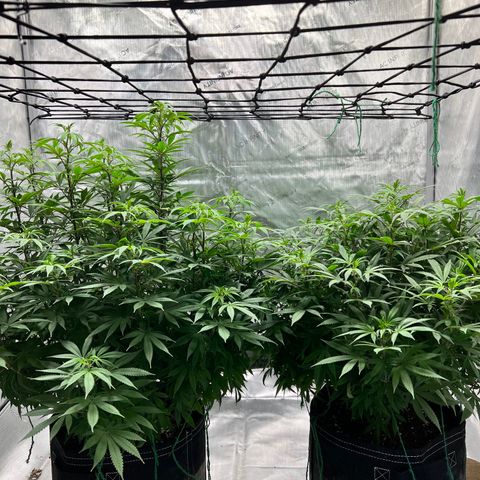 Skunk #1 growlog photo: New lights