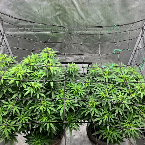 Skunk #1 growlog photo: New lights