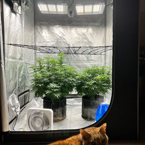 Skunk #1 growlog photo: New lights