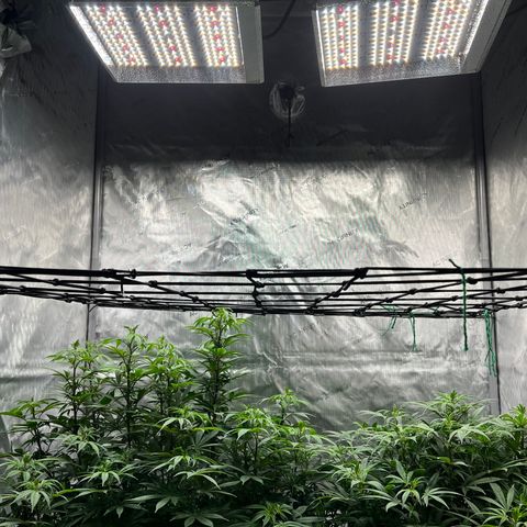 Skunk #1 growlog photo: New lights