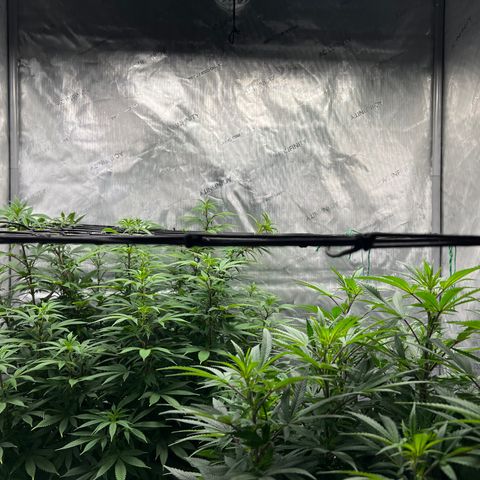 Skunk #1 growlog photo: Pre trim