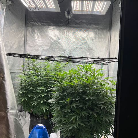 Skunk #1 growlog photo: Pre trim