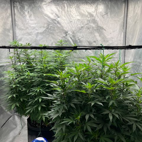 Skunk #1 growlog photo: Pre trim