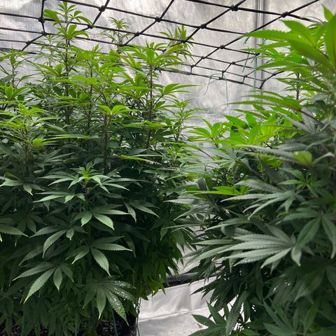 Skunk #1 growlog photo: Pre trim