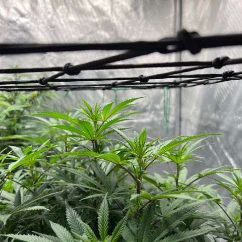 Skunk #1 growlog photo: Pre trim