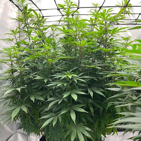 Skunk #1 growlog photo: Pre trim