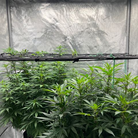 Skunk #1 growlog photo: Pre trim