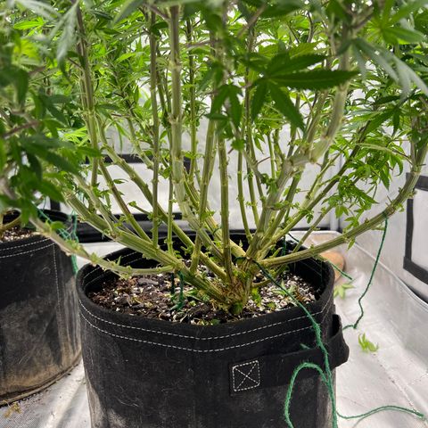 Skunk #1 growlog photo: Post trim