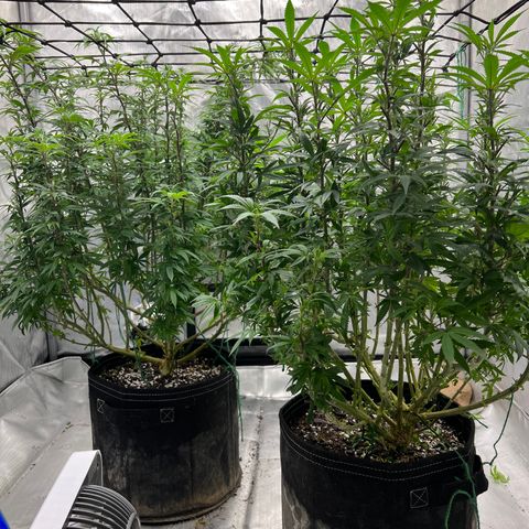 Skunk #1 growlog photo: Post trim