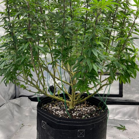 Skunk #1 growlog photo: Post trim