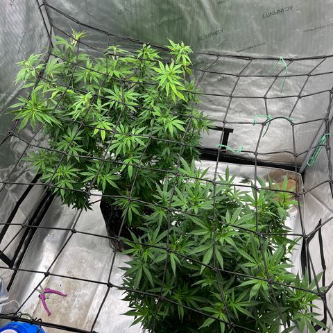 Skunk #1 growlog photo: Post trim