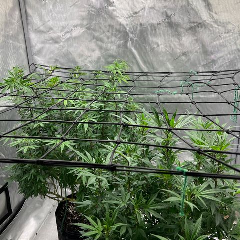 Skunk #1 growlog photo: Post trim