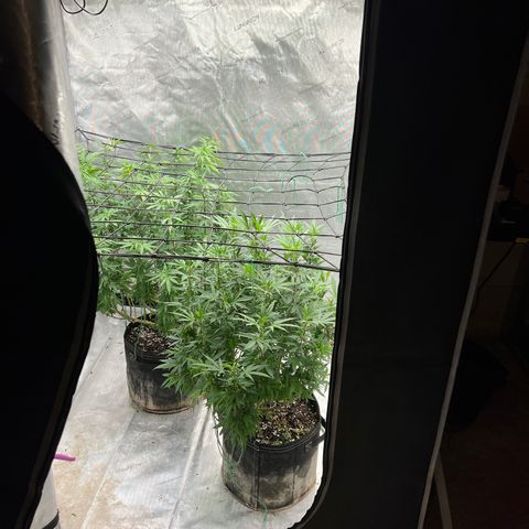 Skunk #1 growlog photo: Post trim
