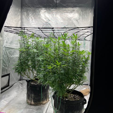 Skunk #1 growlog photo: Post trim