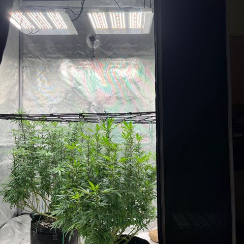 Skunk #1 growlog photo: Post trim