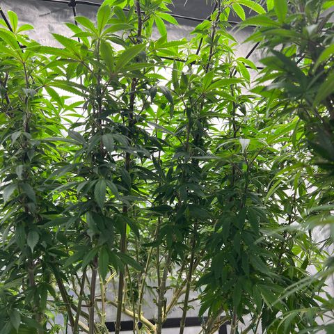 Skunk #1 growlog timeline photo
