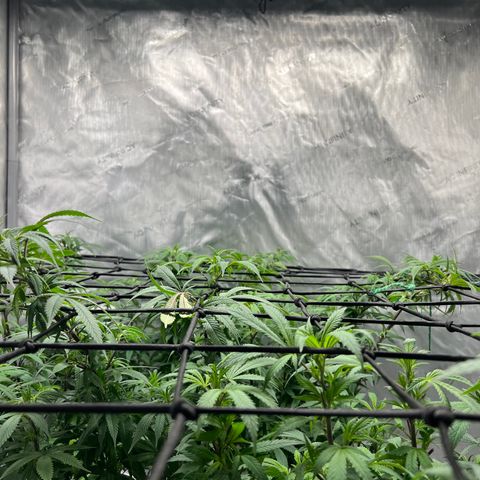 Skunk #1 growlog timeline photo
