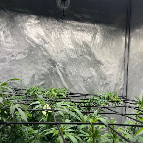 Skunk #1 growlog timeline photo