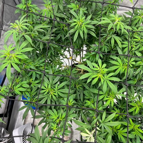 Skunk #1 growlog timeline photo