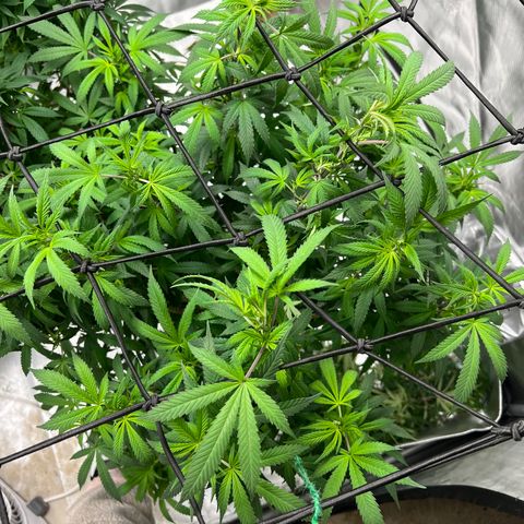 Skunk #1 growlog timeline photo