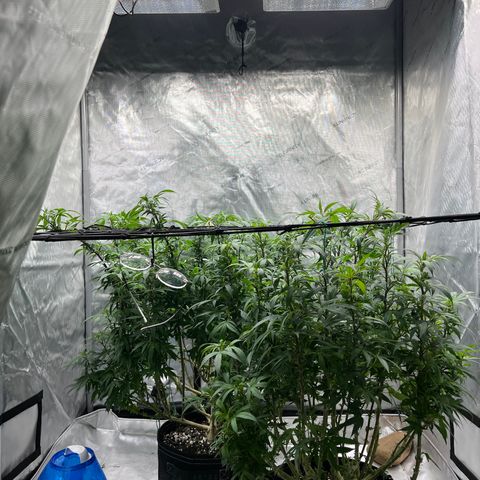 Skunk #1 growlog timeline photo