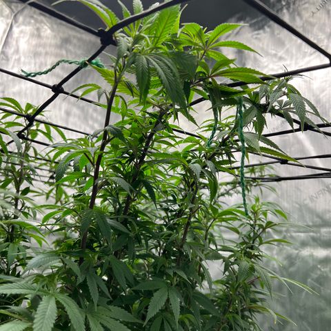 Skunk #1 growlog timeline photo