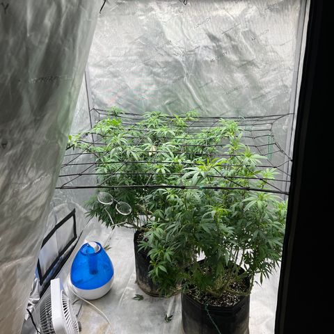Skunk #1 growlog timeline photo
