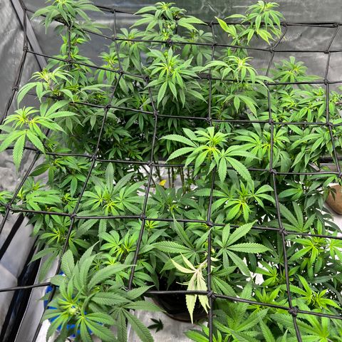 Skunk #1 growlog timeline photo