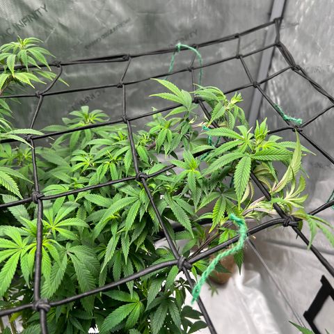 Skunk #1 growlog timeline photo