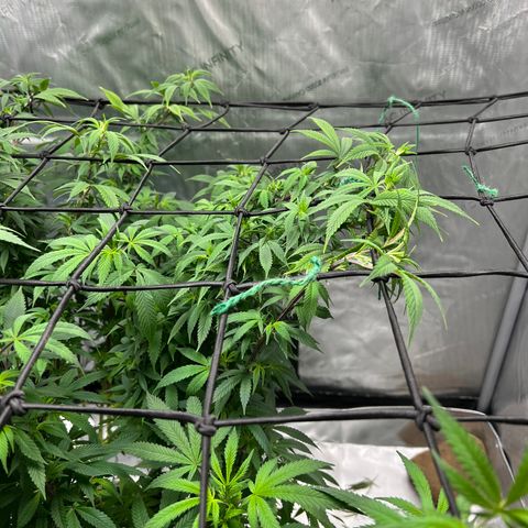 Skunk #1 growlog timeline photo